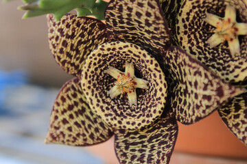 Orbea variegata succulent plant cactus flower