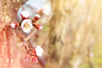 spring background with branch of blossoming cherry