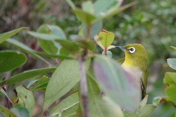 メジロが顔を出す。東京、赤坂にある東京ミッドタウン