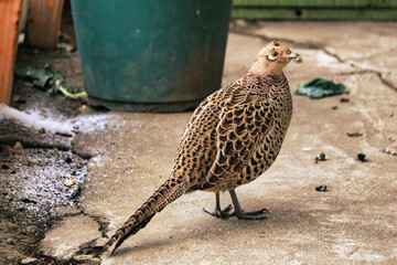 pheasant on the ground