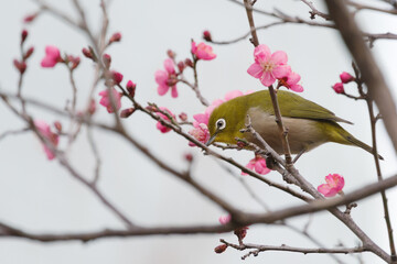 紅梅とメジロ。東京赤坂にある東京ミッドタウンでの光景