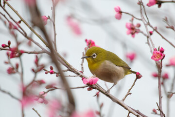 紅梅とメジロ。東京赤坂にある東京ミッドタウンでの光景