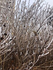 Frozen branches of a bush