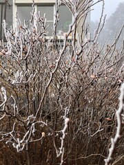 Frozen branches of a bush