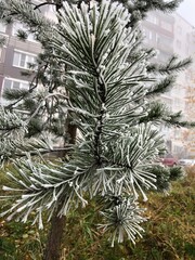 Spruce branch covered with nit