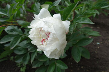 Big white flower of common peony in May