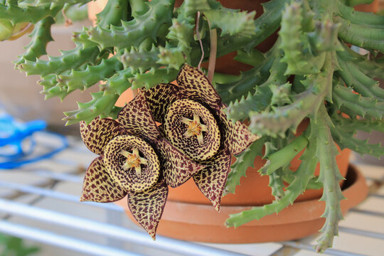 Orbea variegata succulent plant cactus flower