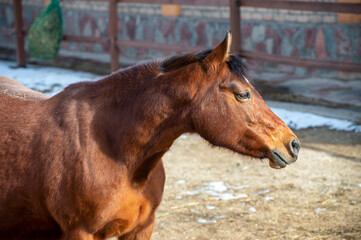 Fototapeta premium portrait of a horse