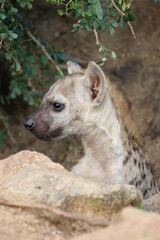 Young Spotted Hyena, Kruger National Park