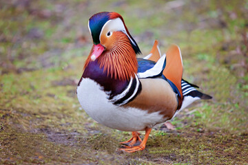 Mandarinente, Ente am Ufer