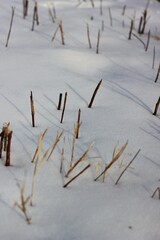 snow on the grass