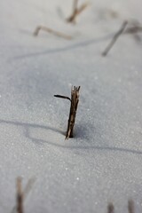 Plant growing in the snow