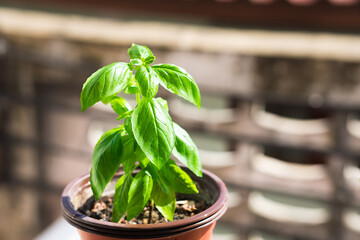 Closeup young Italian basil on sunlight using as food ingredient and backyard farming concept