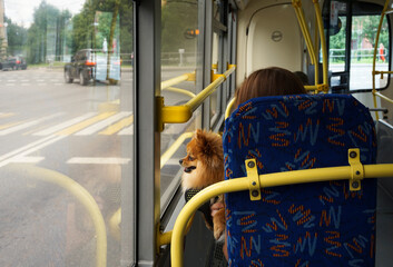 Little dog pomeranian breed in a bus looking out the window