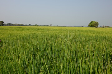 Wide plain with green rice fields (horizontal image), Phatum Thani, Thailand
