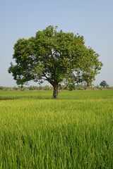 Fototapeta na wymiar Wide plain with green rice fields and tree (vertical image), Phatum Thani, Thailand