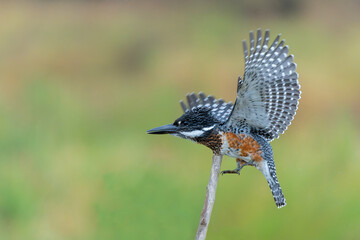 Giant Kingfisher (Megaceryle maxima) flying while fishing in the Olifants River in Kruger National Park in South Africa  