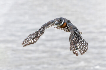 Giant Kingfisher (Megaceryle maxima) flying while fishing in the Olifants River in Kruger National Park in South Africa  