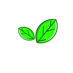 Two green leaves isolated on white background