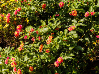 Common lantana or Lantana camara, woody branches, vine-like appearance, rounded clusters of small...
