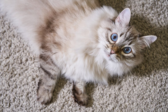 fluffy gray cat with blue eyes lies on a light rug