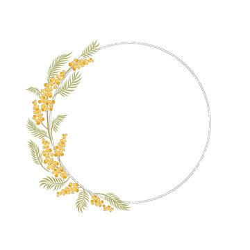 Mimosa hand drawn flower frame vector illustration isolated on white. Vintage Romantic spring floral round frame. Botanical floral arrangement for Happy Easter design.