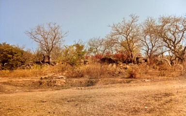 Brousse de Pô au Burkina faso, Afrique de l'ouest. Fin d'après midi avec la chaleur estivale