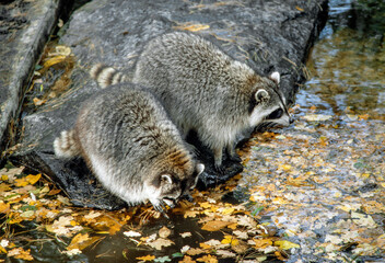 Racoon near water.