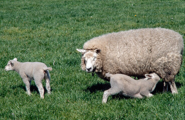 Naklejka na ściany i meble Sheep and lambs drinking milk. Suckle. Spring Netherlands