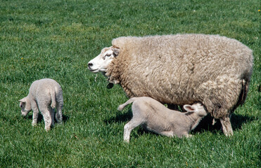 Naklejka na ściany i meble Sheep and lambs drinking milk. Suckle. Spring Netherlands