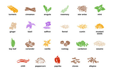 Kitchen herbs and spices isolated vector set. Illustration of ingredient herb, garlic and spice for cooking.