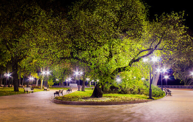 Obraz premium old tree in the central park of the city of chernihiv at night