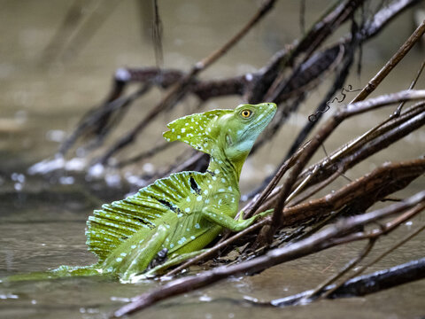 A large male Plumed Basilisk, Basiliscus plumifrons, sits on a branch above the water. Costa Rica