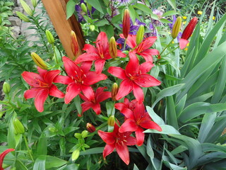 red lilies with green leaves