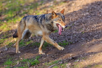 Naklejka na ściany i meble male Eurasian wolf (Canis lupus lupus) walks wearily with his long tongue out of his mouth