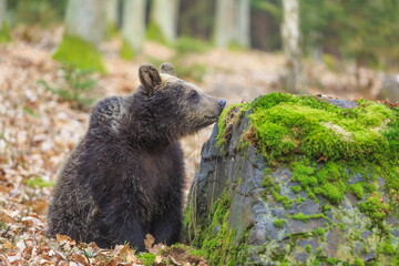Fototapeta na wymiar male brown bear (Ursus arctos) sniffing a rock