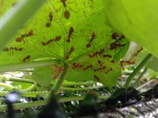 red ants under the leaves