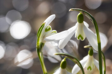 Macro of blooming white snowdrops on a sunny spring day in the Kurpark of Wiesbaden/Germany 