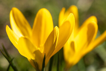 Close-up of blooming yellow crocuses in the spa gardens of Wiesbaden/Germany