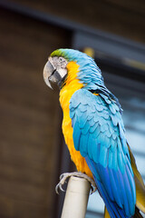 ルリコンゴウインコ