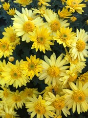 yellow chrysanthemum flowers