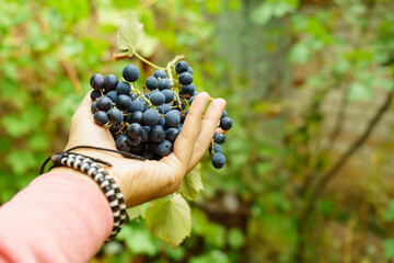 Bunch of black grapes on the vine. Close up view of fresh red wine grape in the farm.