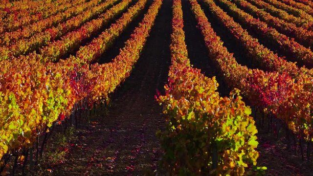 Autumn landscape of vineyards, La Rioja, Spain, Europe