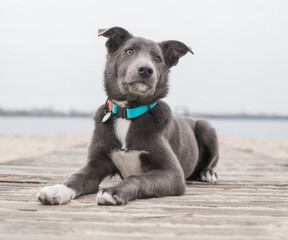 Gray dog with a white chest in a mint collar on the beach