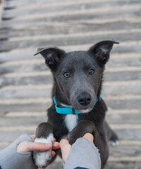 A gray dog with a white chest in a mint-coloured collar gives two paws to a girl on the beach