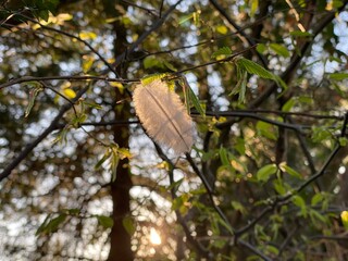 Obraz premium Lonely feather in the wild