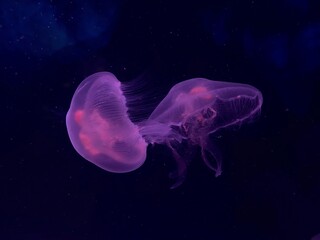 Pink jellyfish in the water © Giulia