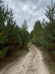 Fototapeta na wymiar Dirt road between pine trees in the forest