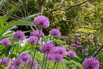 Obraz premium Purple bulbs of Allium alliaceae. Close-up of Allium flowers in bloom during the summer