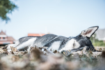 Unterwegs mit meinem Husky 
